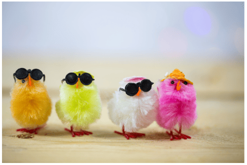 鳥のヒナ
